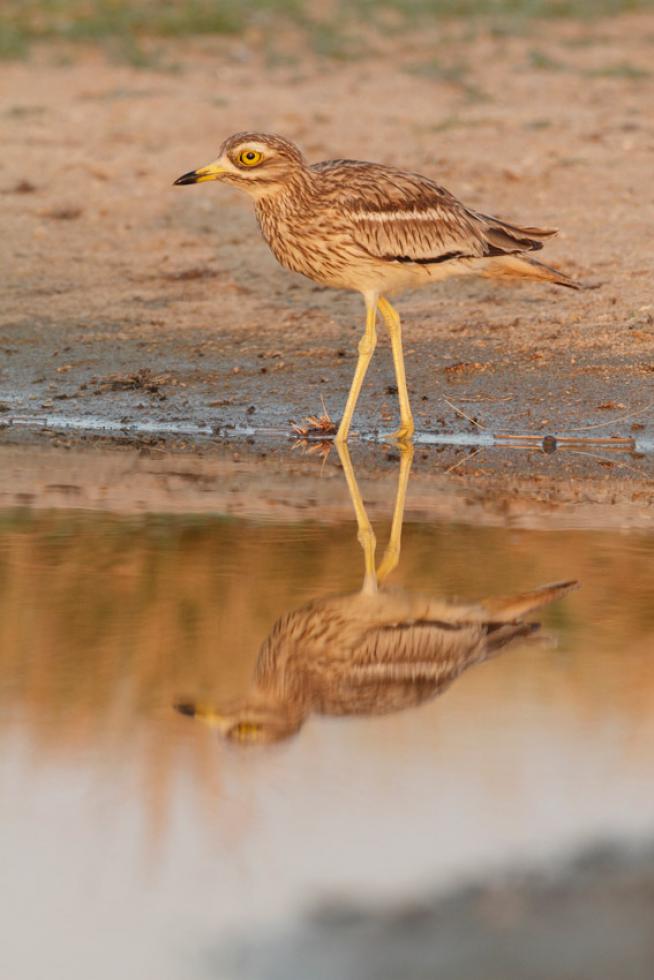 Reflejos II